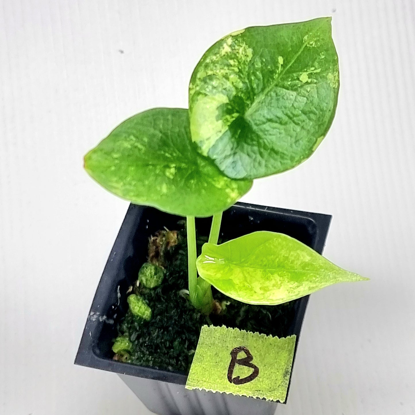 Alocasia sinuata Albo Variegated