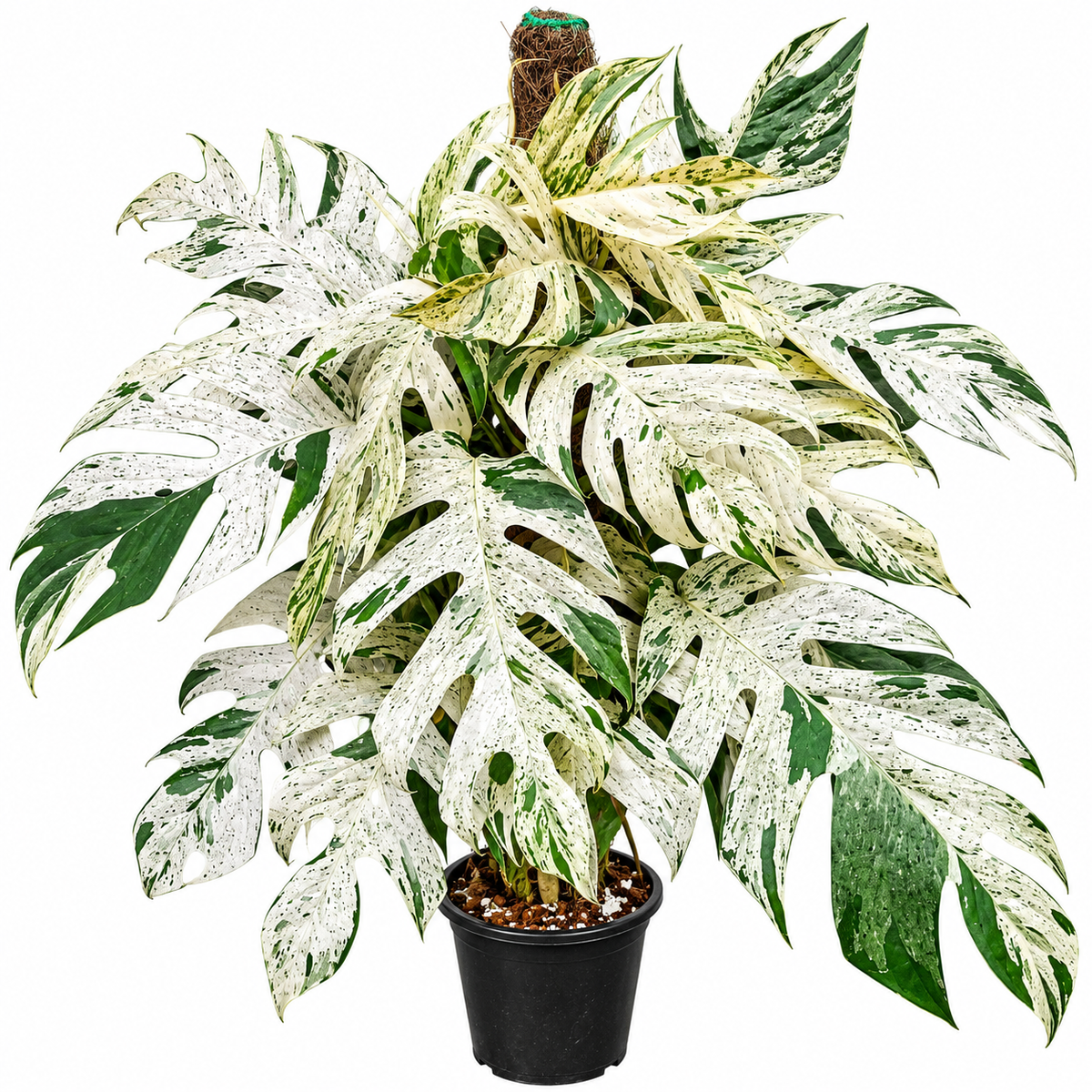 Epipremnum pinnatum Marble from cuttings