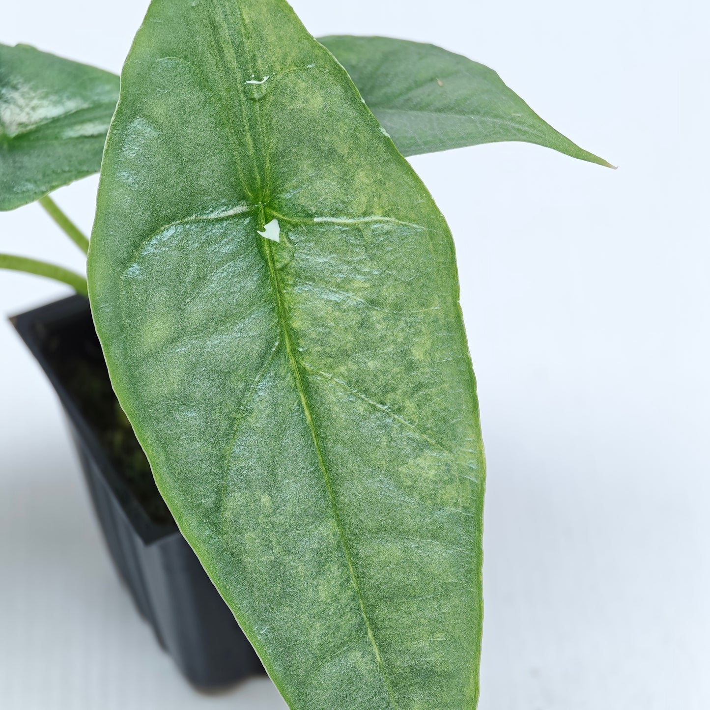 Alocasia heterophylla Dragon's Breath Aurea Variegated