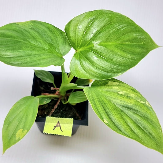 Philodendron plowmanii Variegated