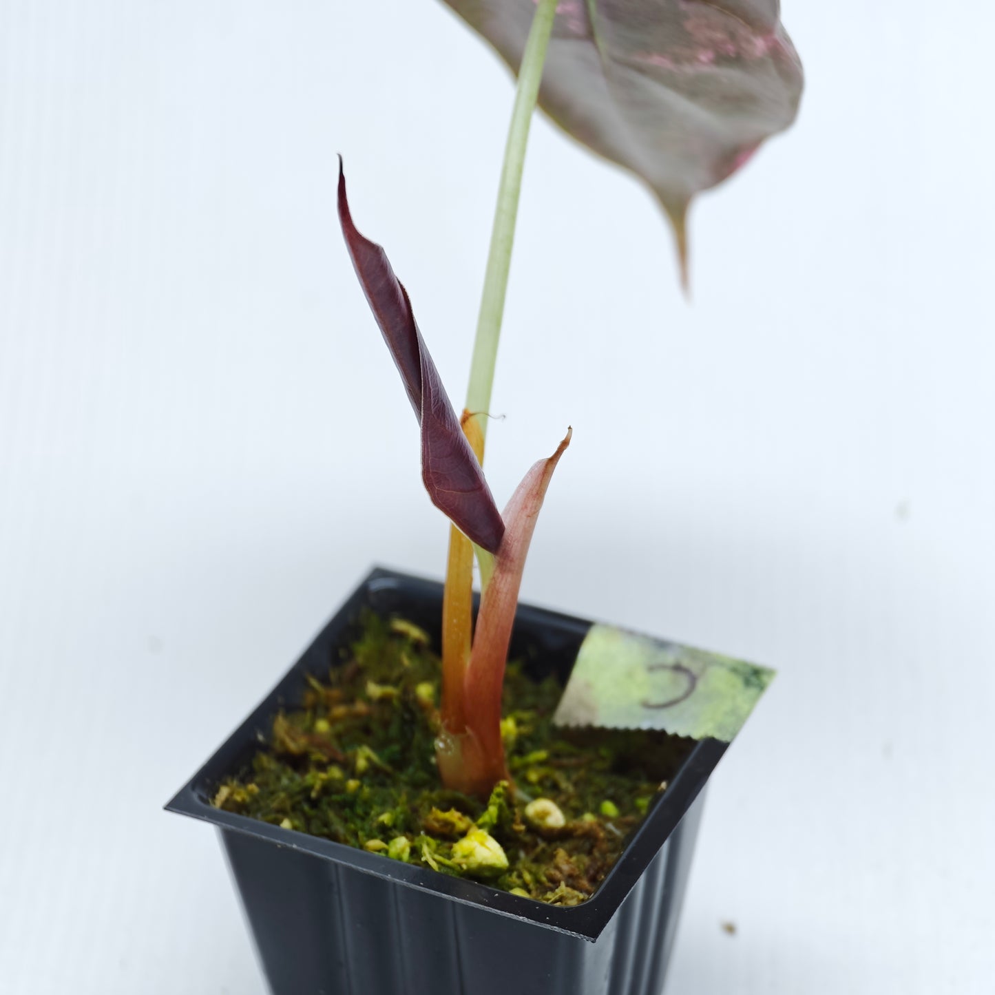 Alocasia sedenii Pink Variegated