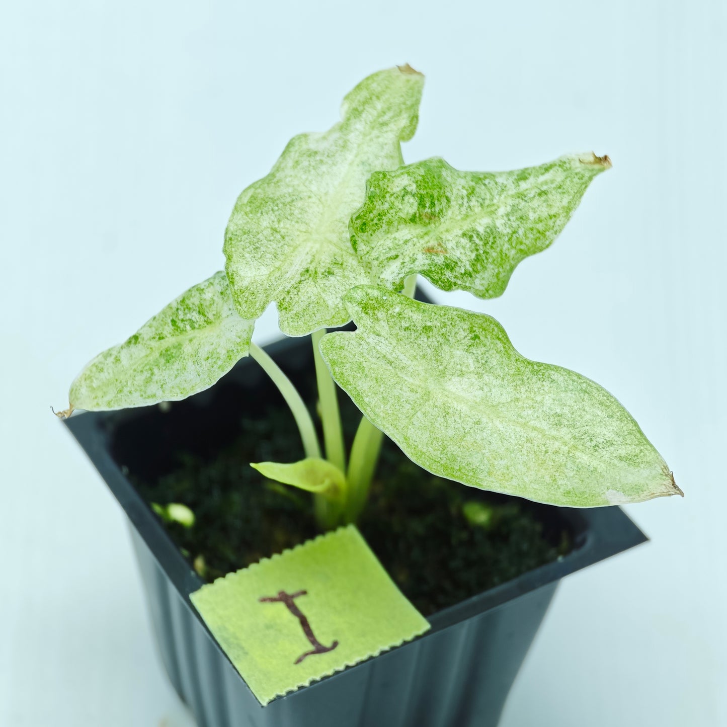 Alocasia Black Satun Stardust