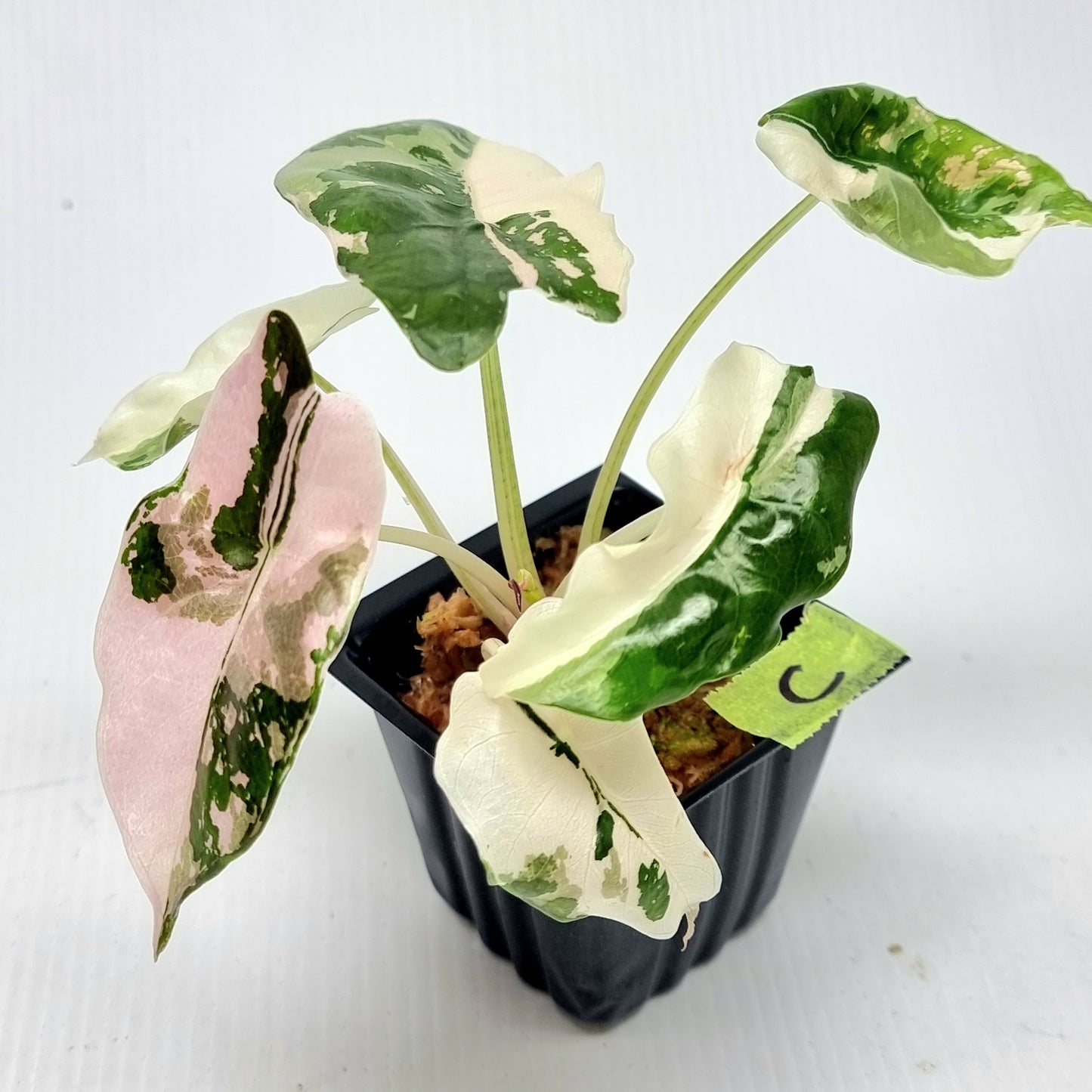 Alocasia Chantrieri Pink Variegated