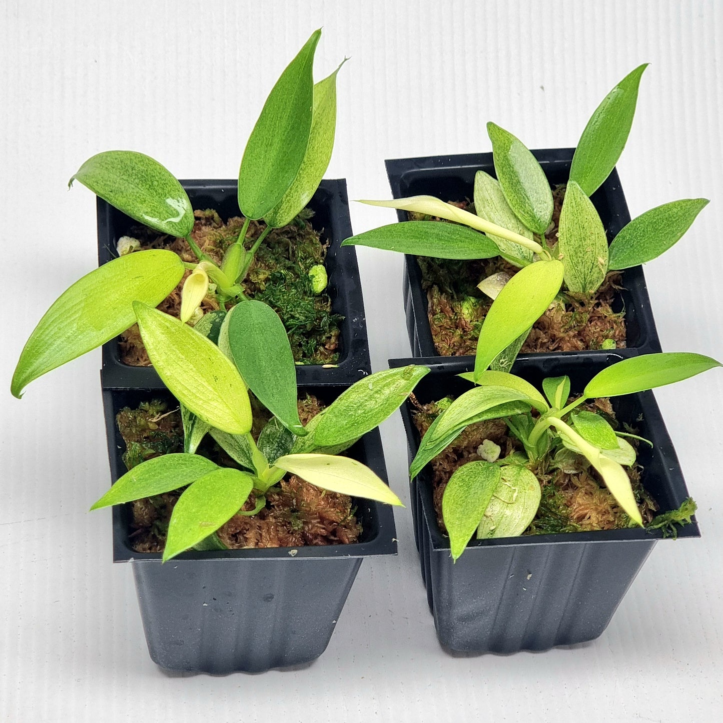 Philodendron Whipple Way
