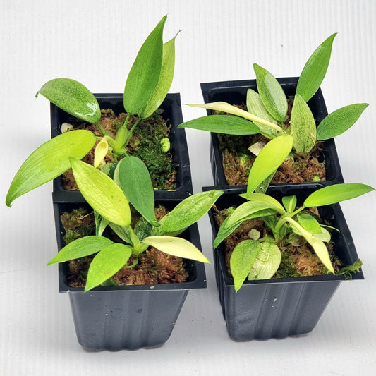 Philodendron Whipple Way