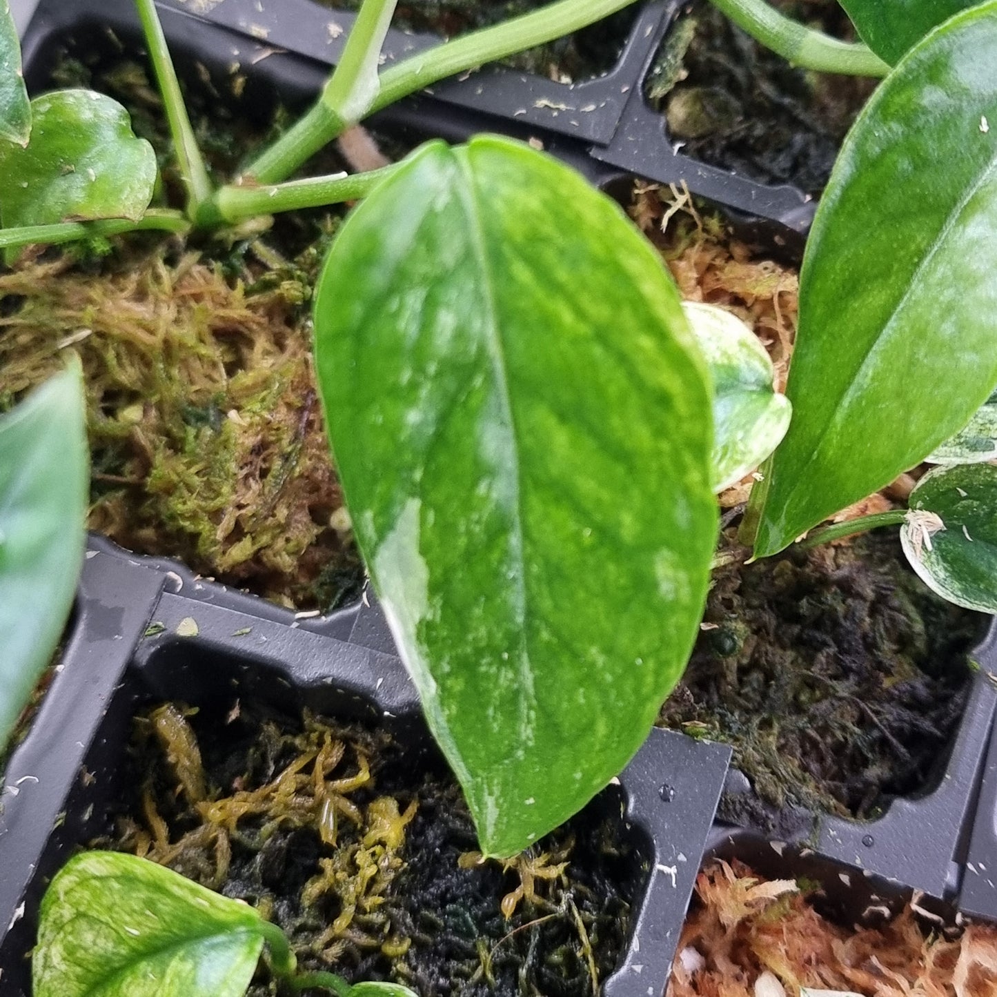 Low Variegated Epipremnum pinnatum Marble sp Bali Hanoman