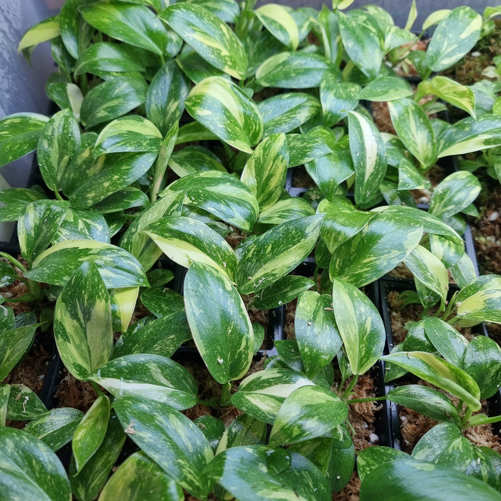 philodendron congo australia Philodendron Green Congo Nuclear – Flora Magnifica Australia