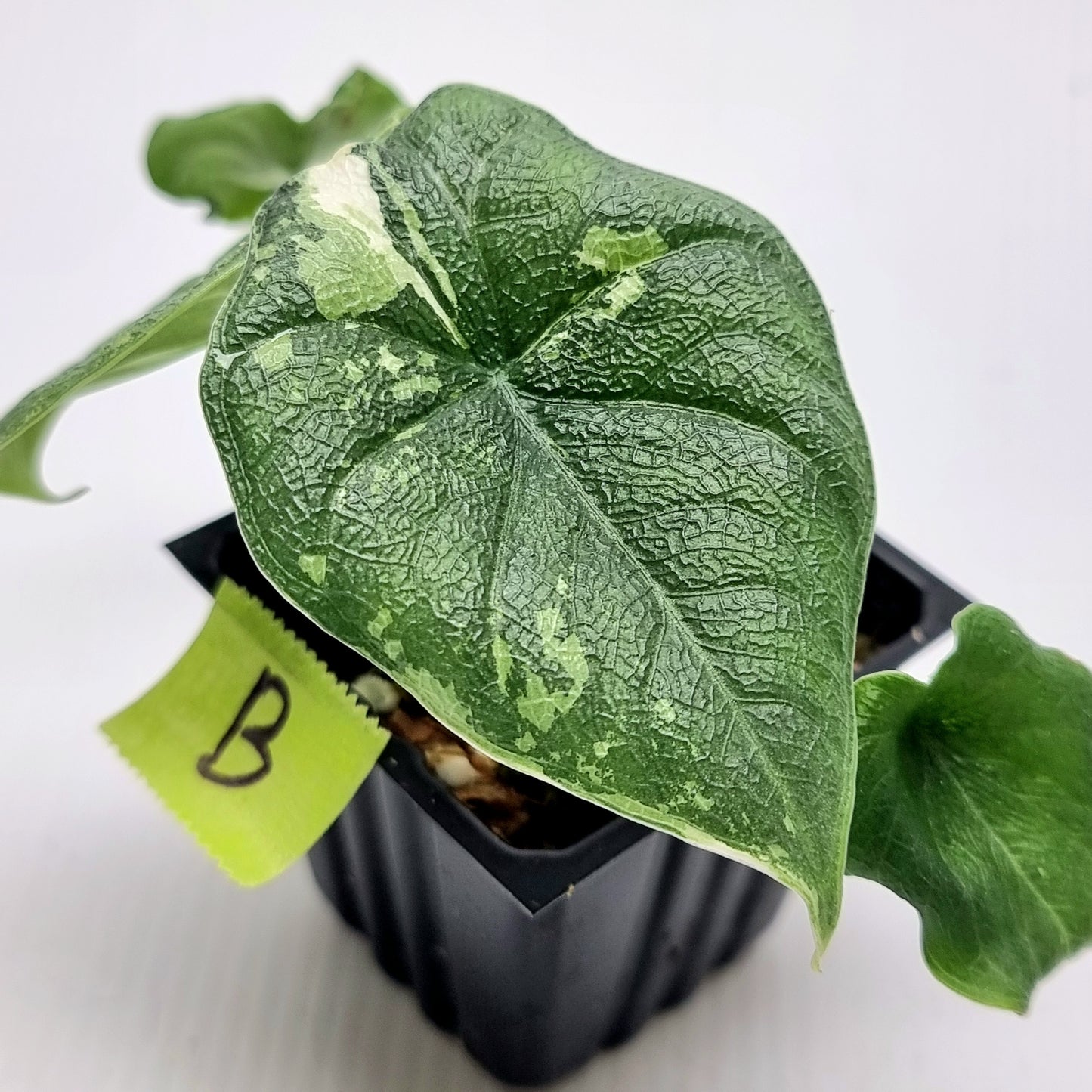 Alocasia melo Albo variegated