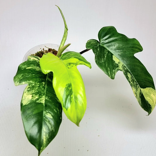Philodendron squamiferum X P. Florida Beauty Variegated, 100mm