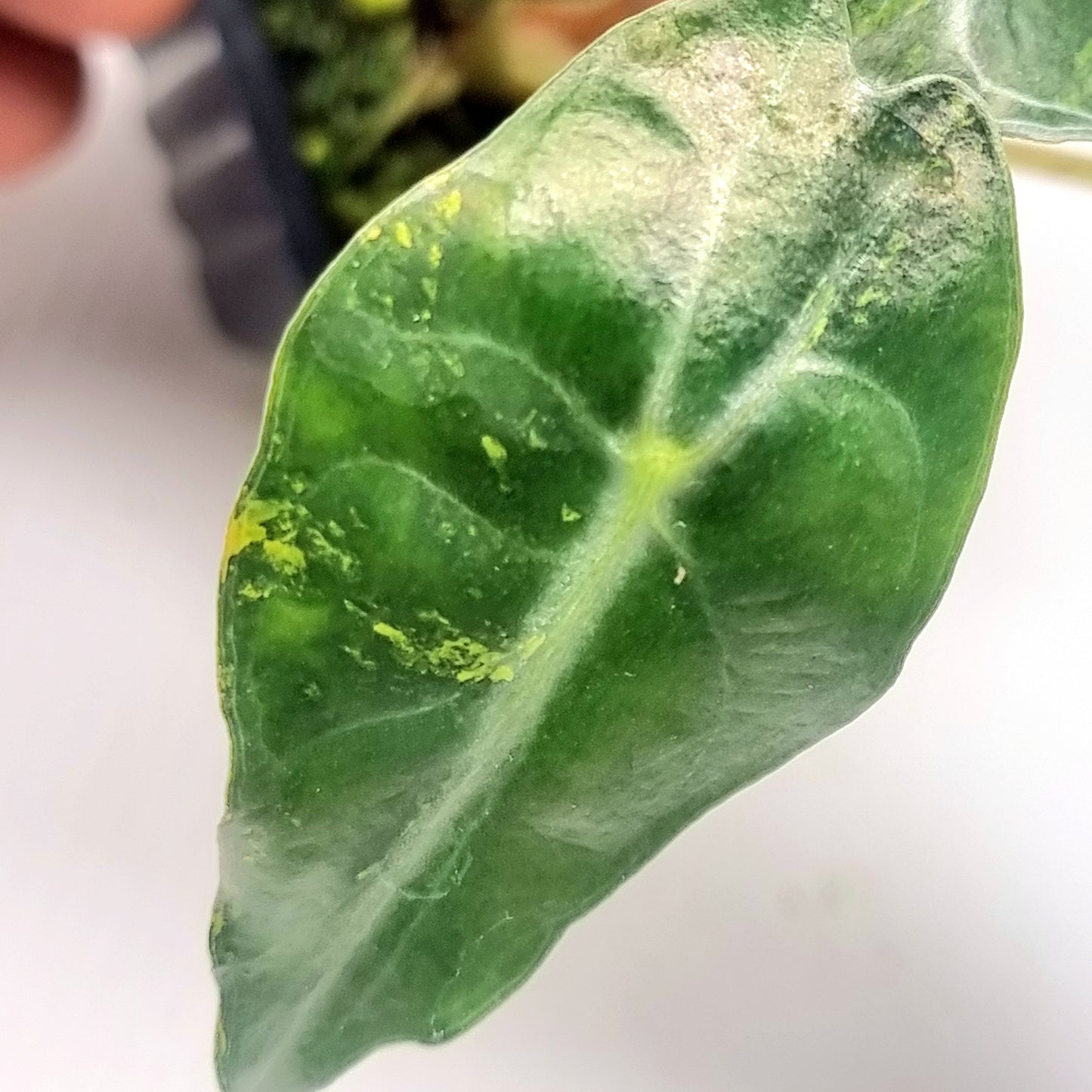 Alocasia Venom Aurea Variegated