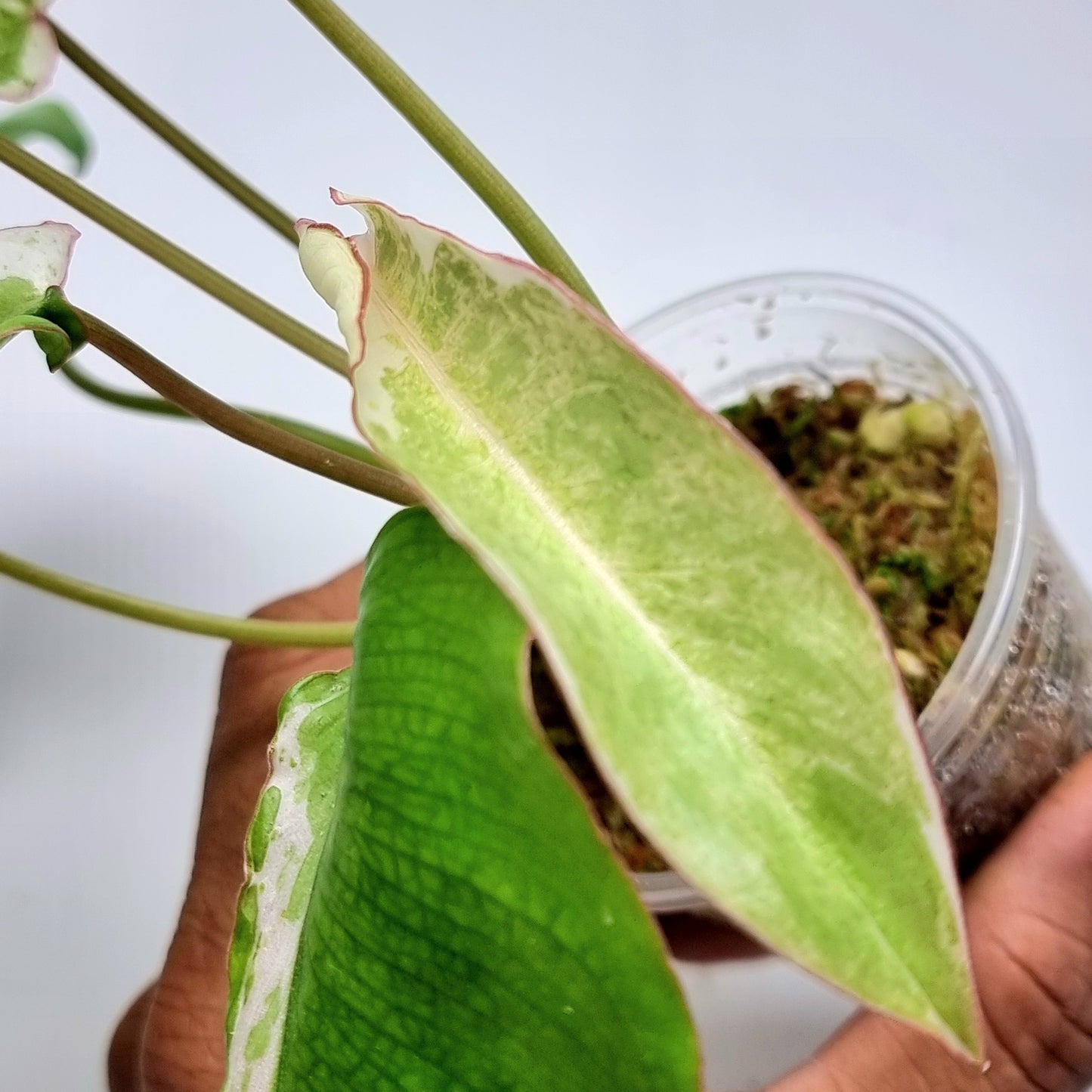 Philodendron Paraiso Verde Albo Variegated