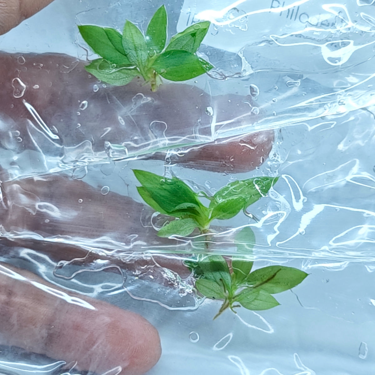 Philodendron patriciae (1plant/bag) - Tissue culture