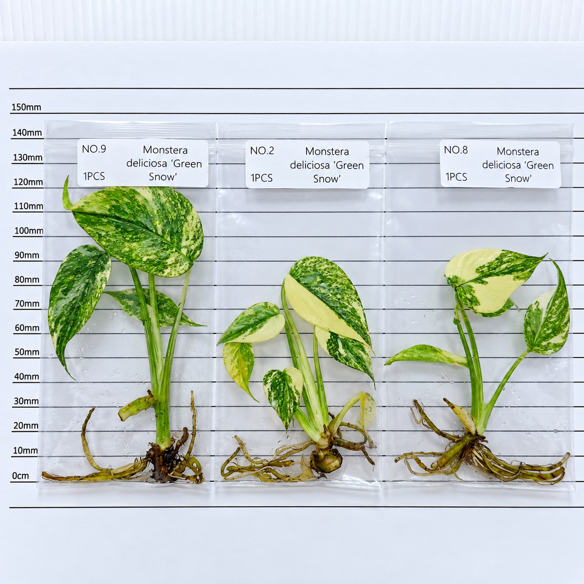 Monstera Green Snow (1plant/bag) - Tissue culture