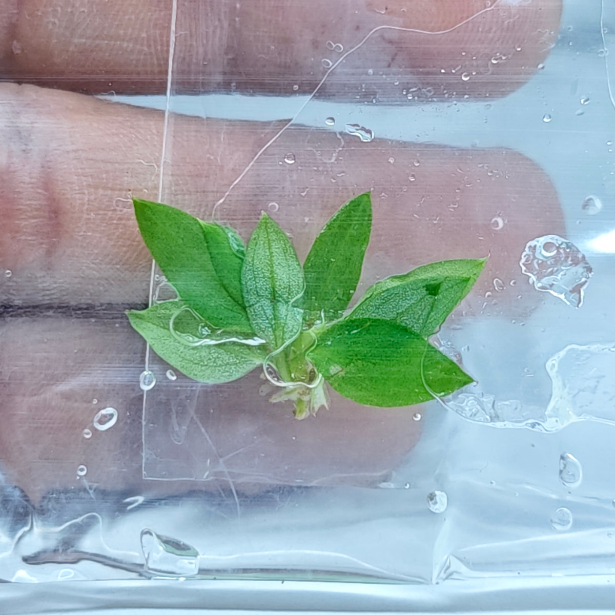 Philodendron patriciae (1plant/bag) - Tissue culture