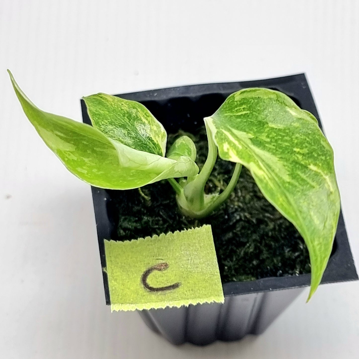 Monstera Electrolyte