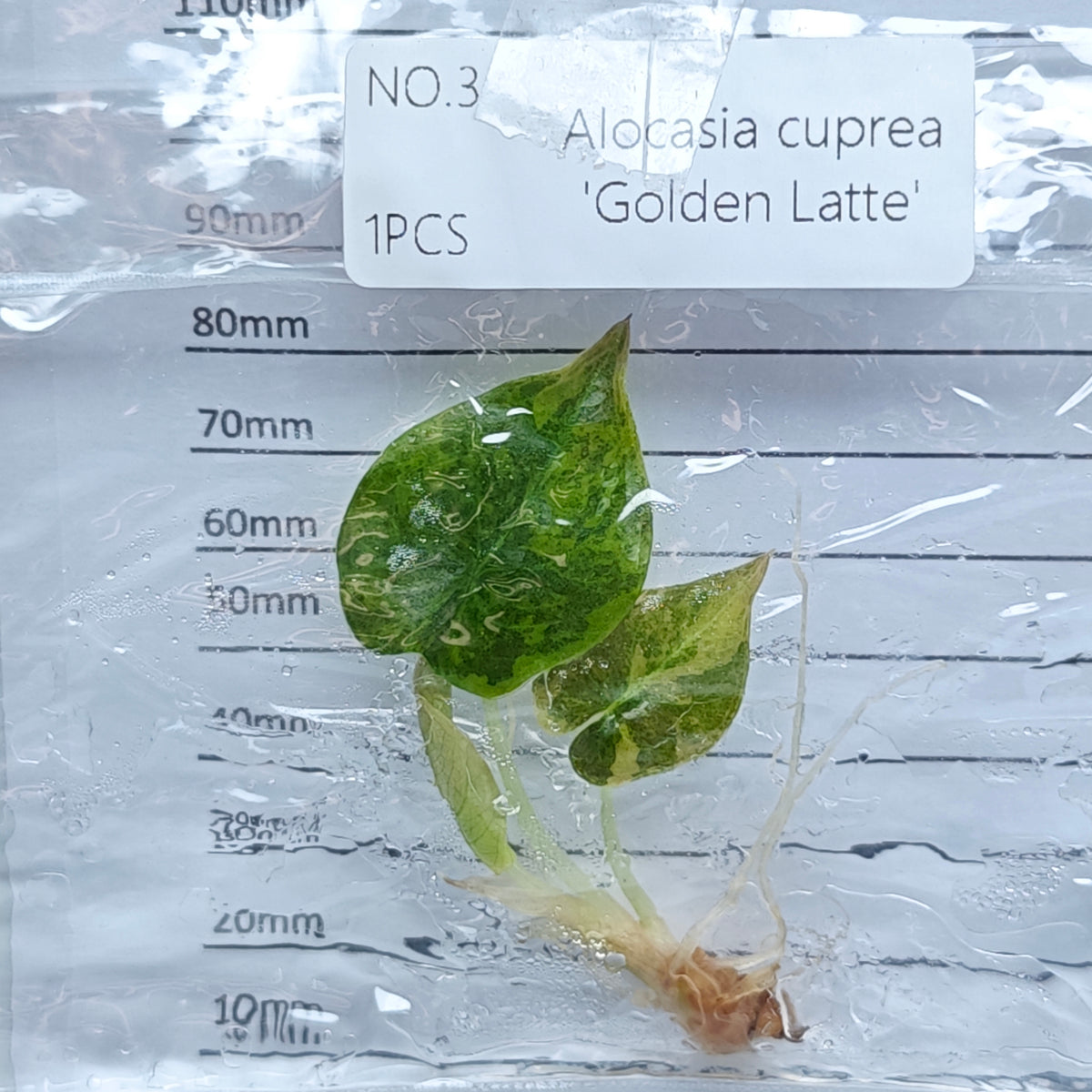 Alocasia cuprea Golden latte Variegated (1plant/bag) - Tissue culture
