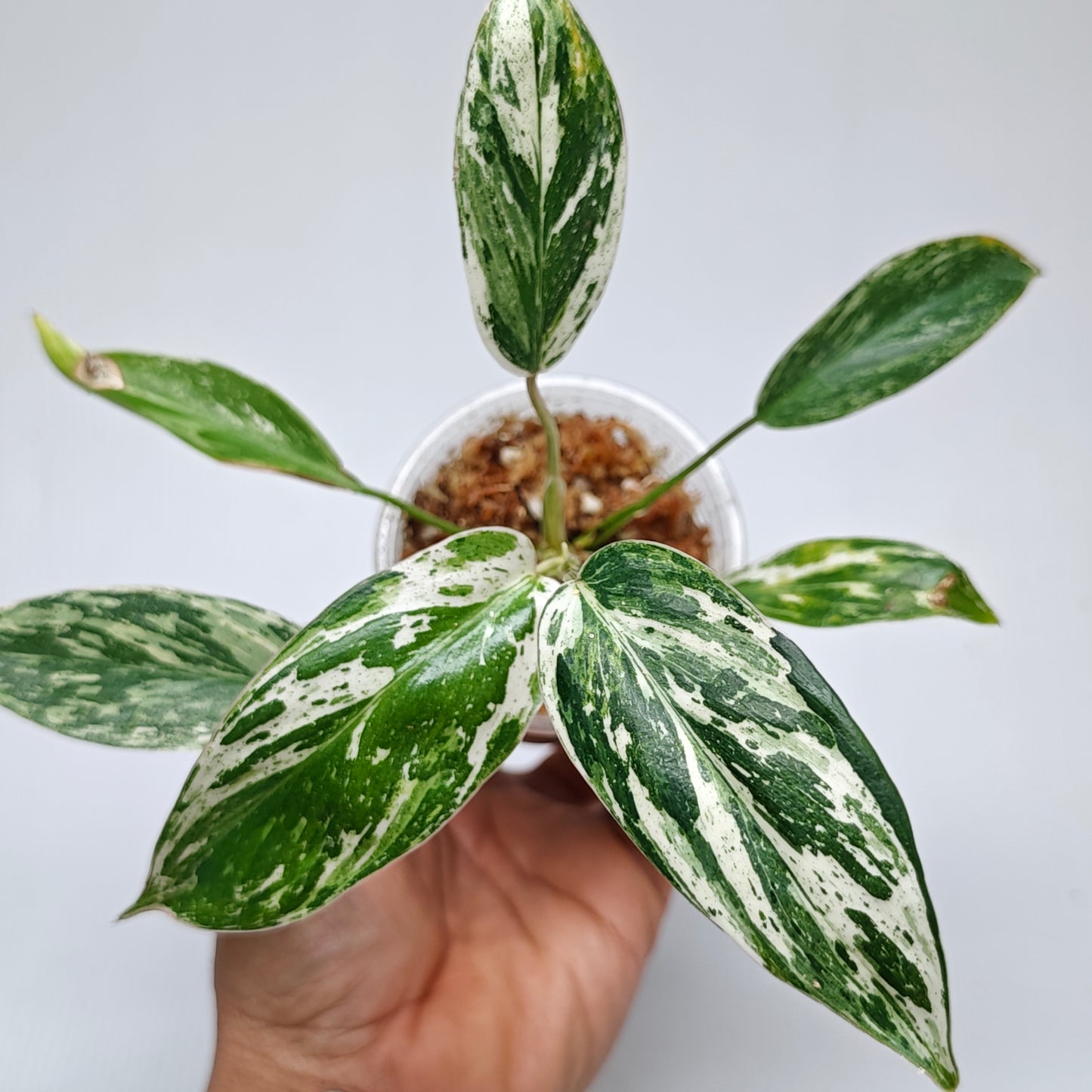 Philodendron Emerald Queen Marble