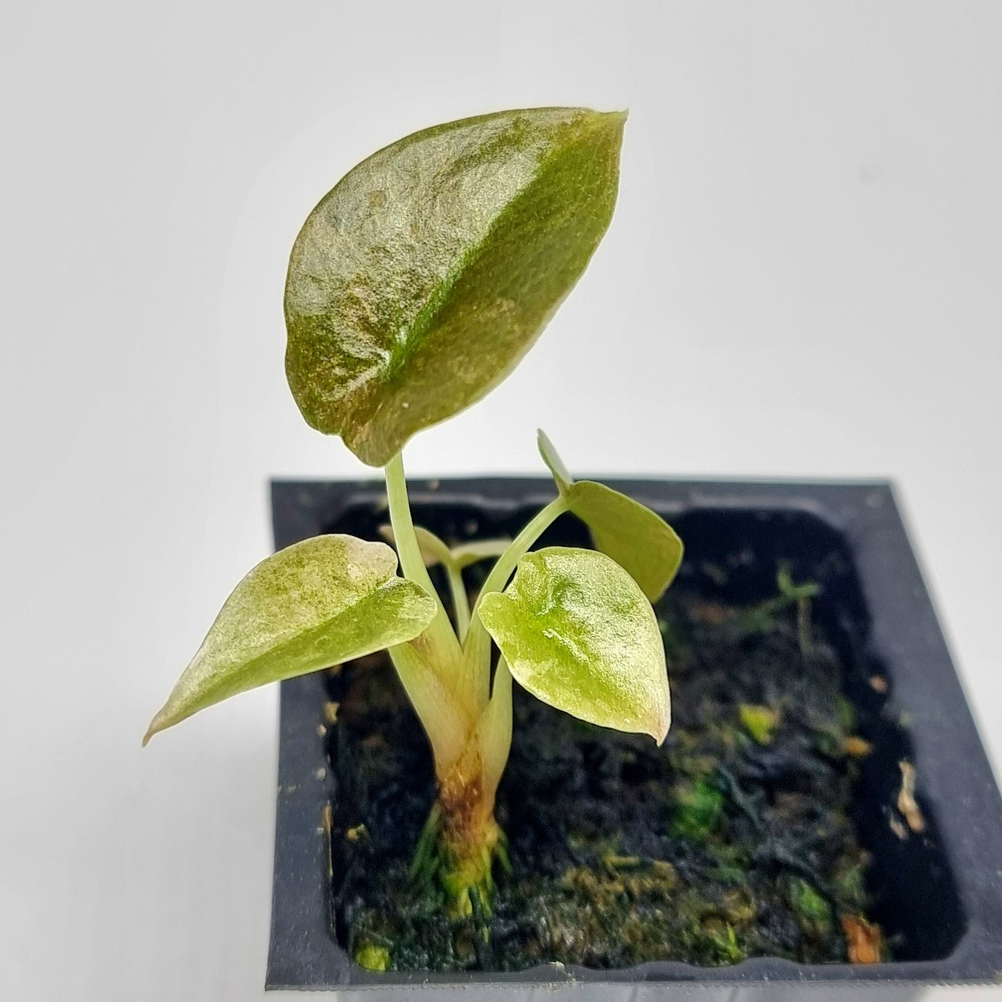 Alocasia cuprea Variegated