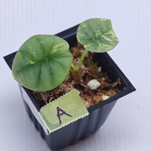 Alocasia Nebula Aurea Variegated