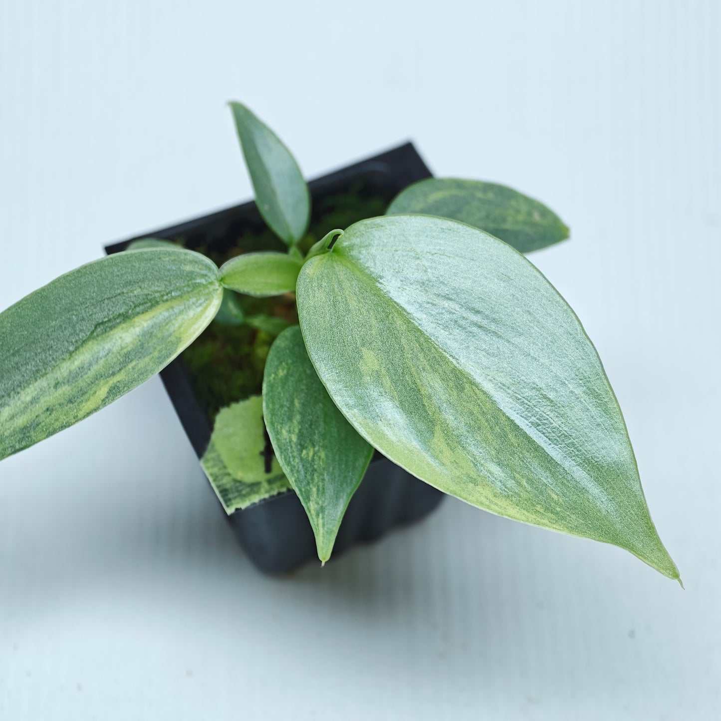 Philodendron Silver Sword Variegated
