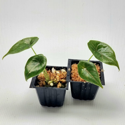 Alocasia azlanii REVERTED