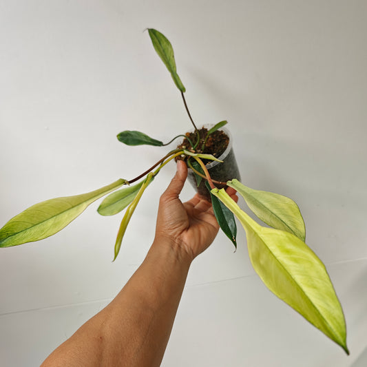 Philodendron joepii Mint Variegated