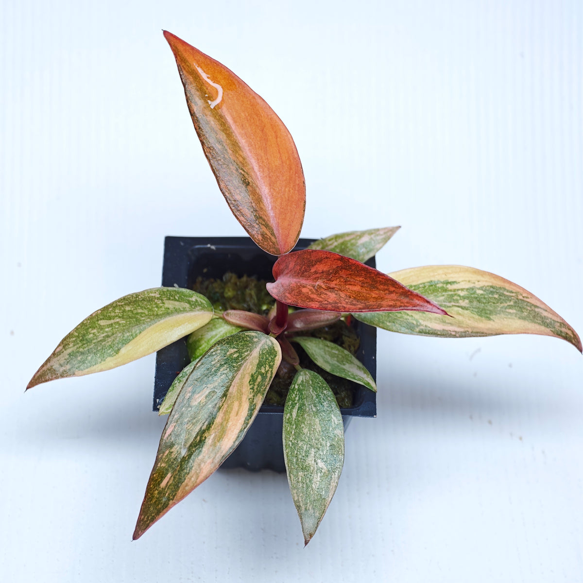 Philodendron orange princess