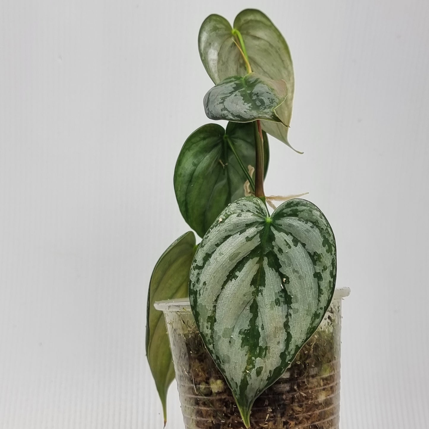 Philodendron brandtianum