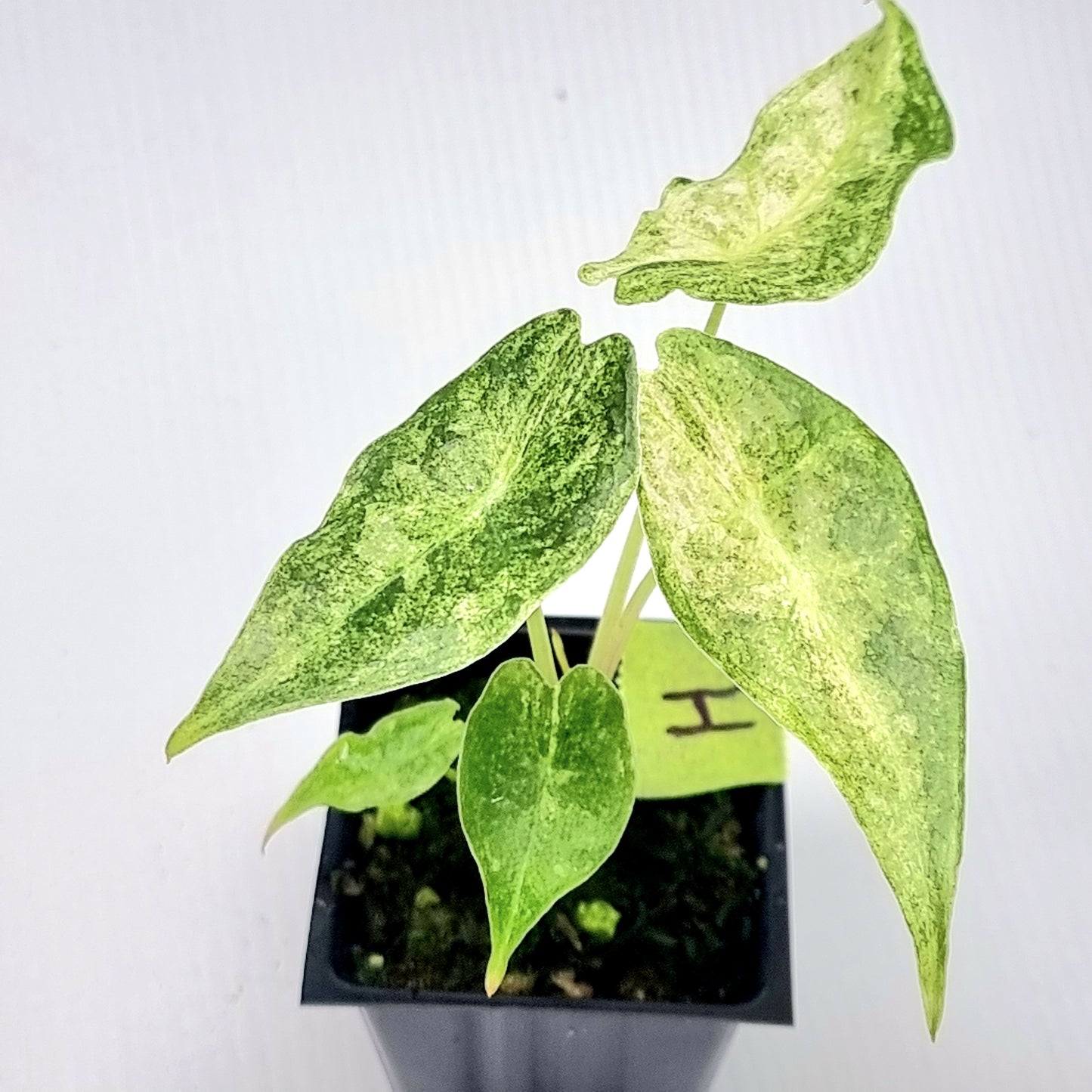 Alocasia Black Satun Stardust