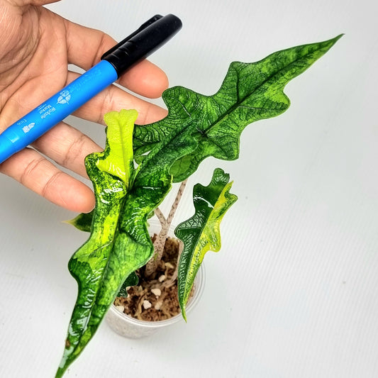 Alocasia Jacklyn Aurea Variegated