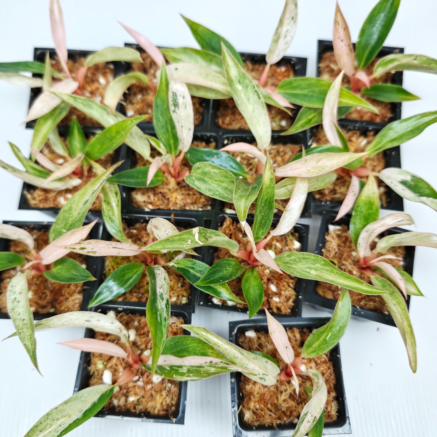 Philodendron Caramel Pink Mint / Strawberry Mint