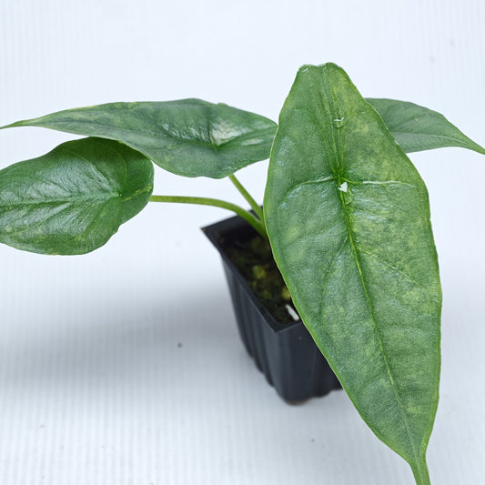 Alocasia heterophylla Dragon's Breath Aurea Variegated