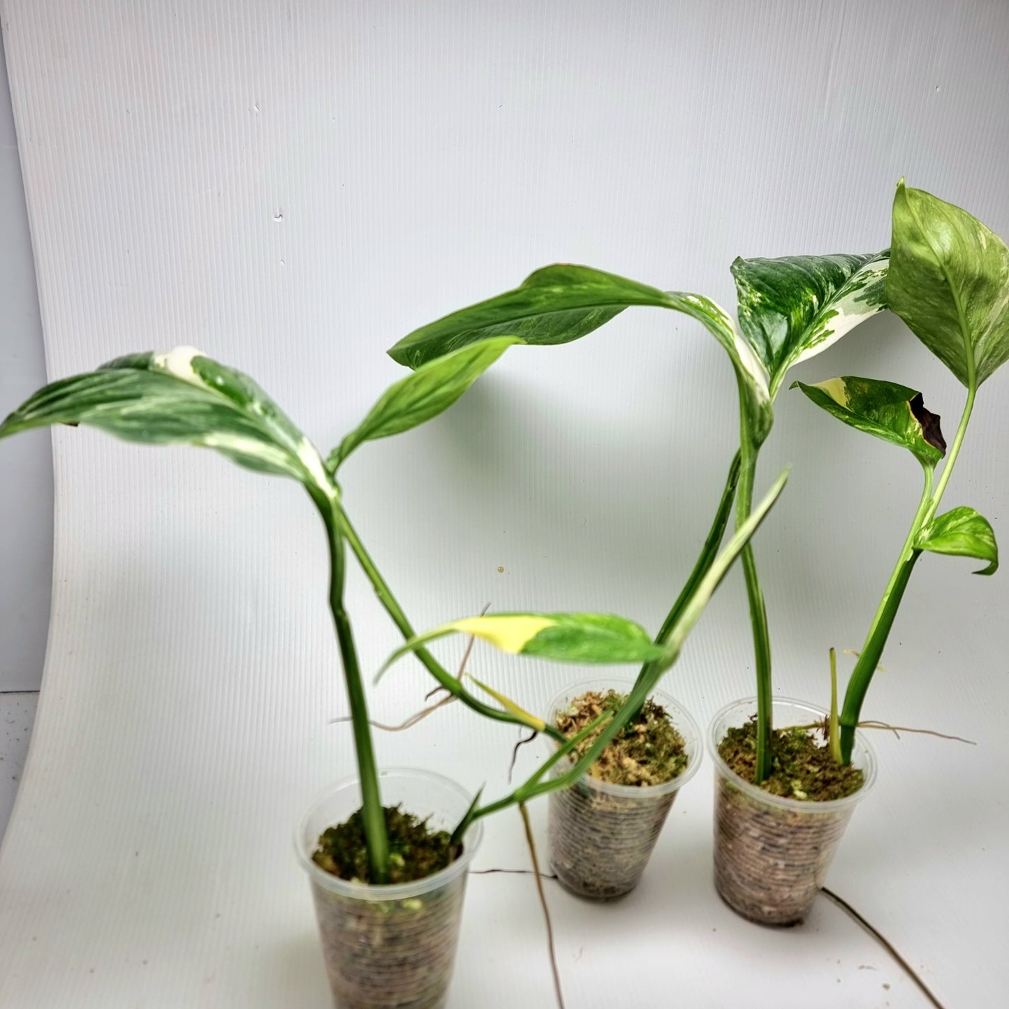 Monstera lechleriana variegated