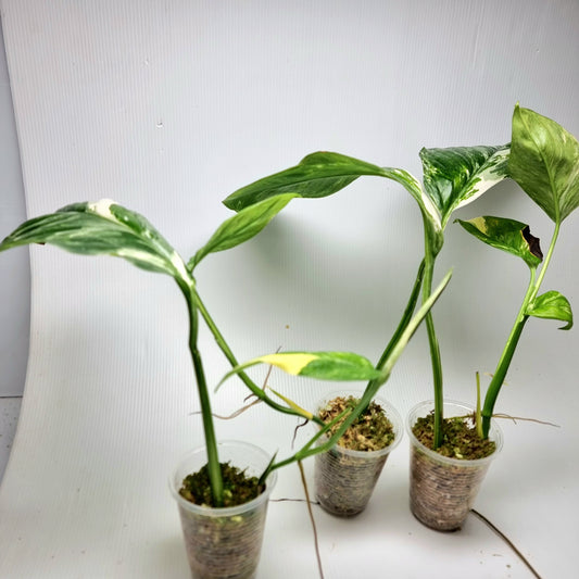 Monstera lechleriana variegated