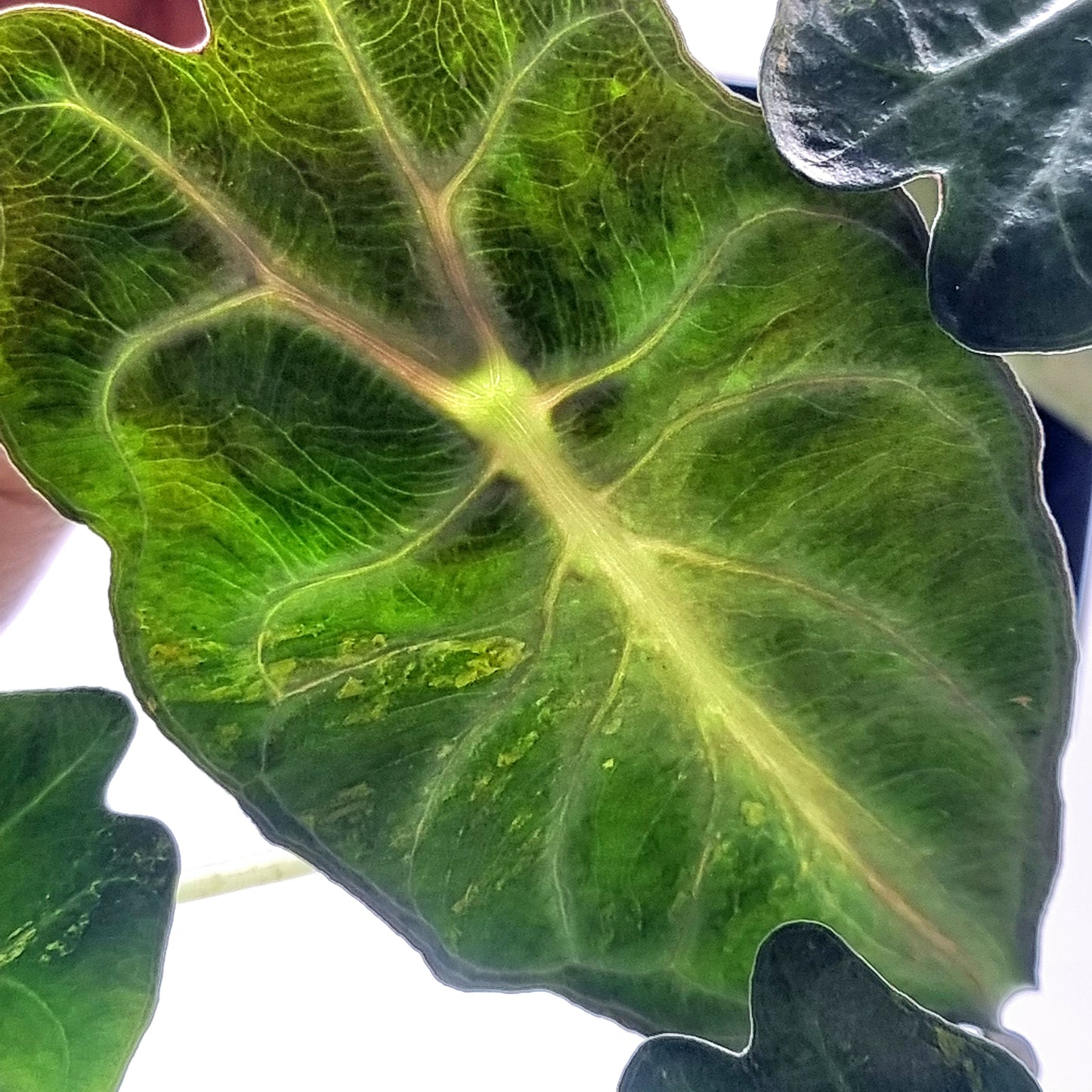 Alocasia Venom Aurea Variegated