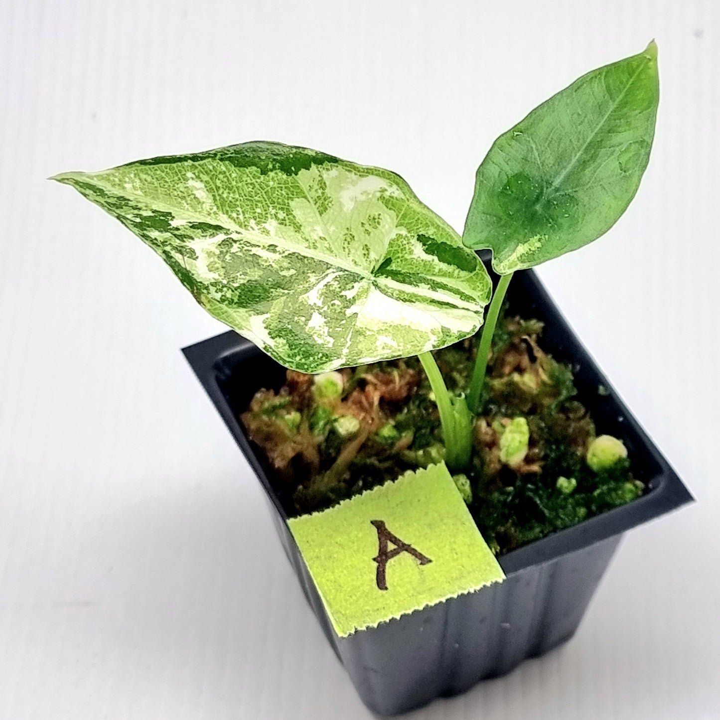 Alocasia Simpo Albo Variegated