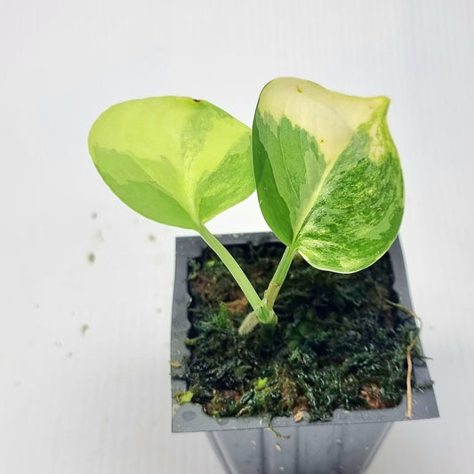 Scindapsus Jade Satin Aurea Variegated