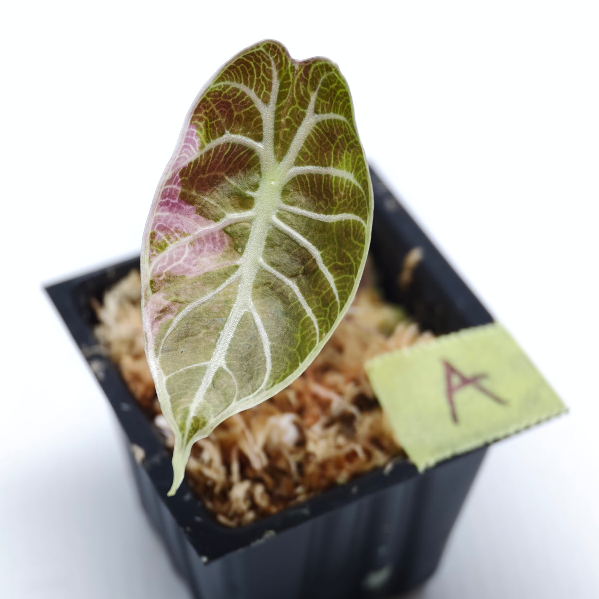 Alocasia watsoniana Doff Pink Variegated