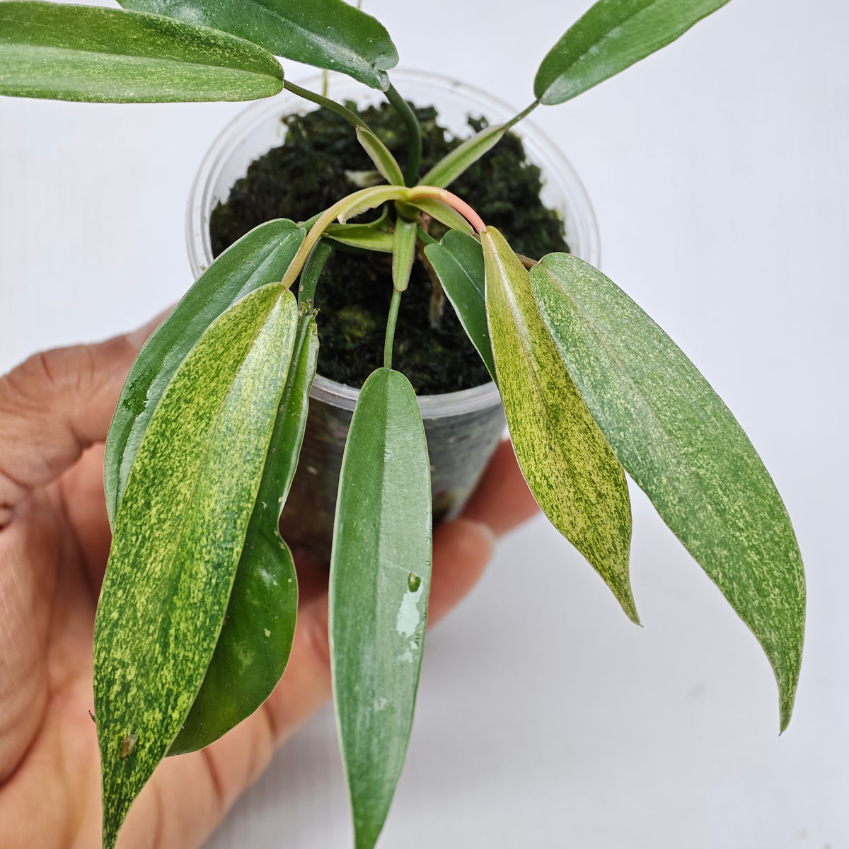 Philodendron joepii Mint Variegated