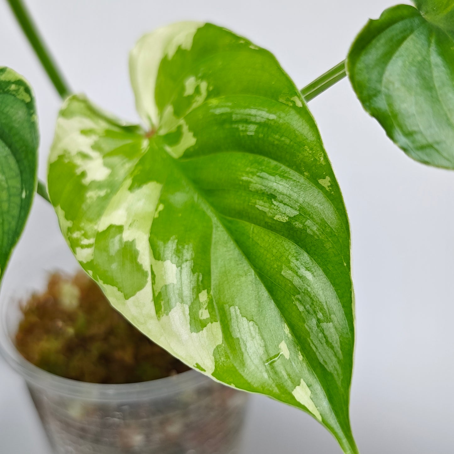 Philodendron plowmanii Variegated (M)