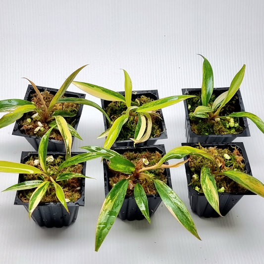 Philodendron Caramel Marble