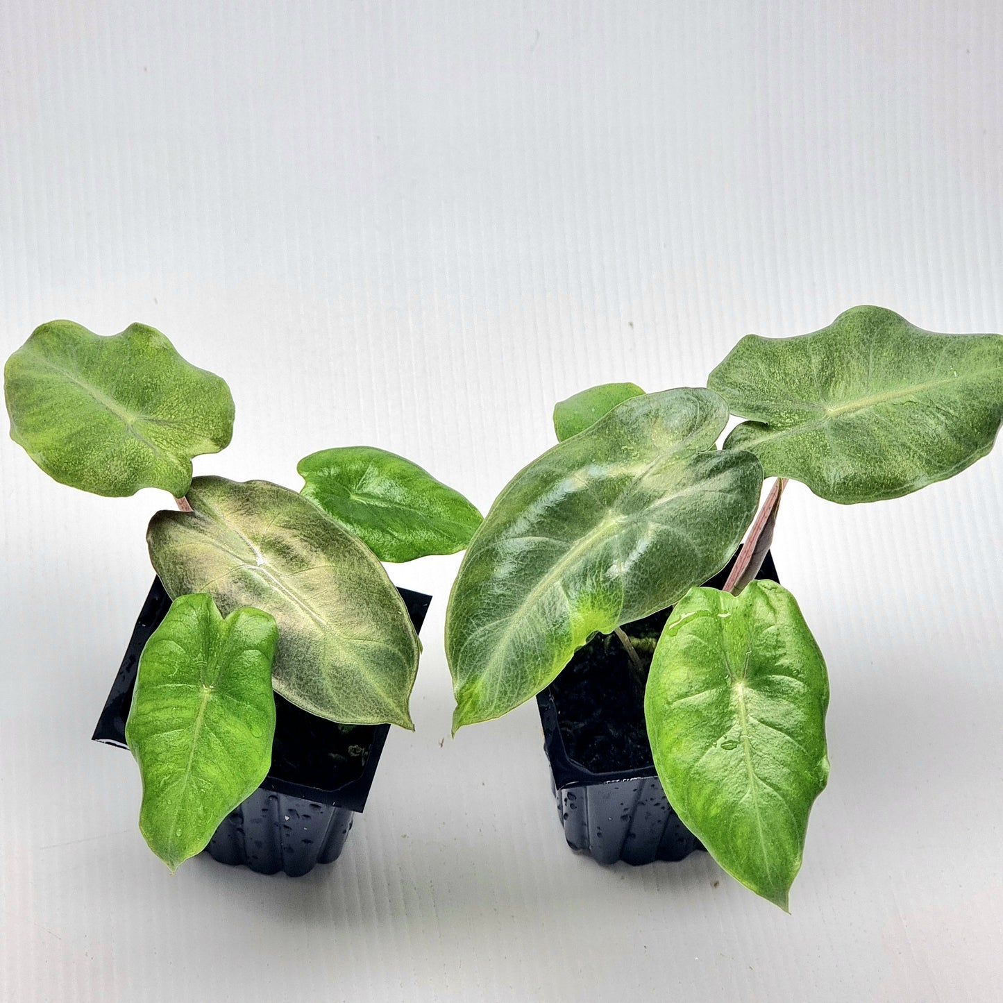 Alocasia Pink Dragon Mint Variegated