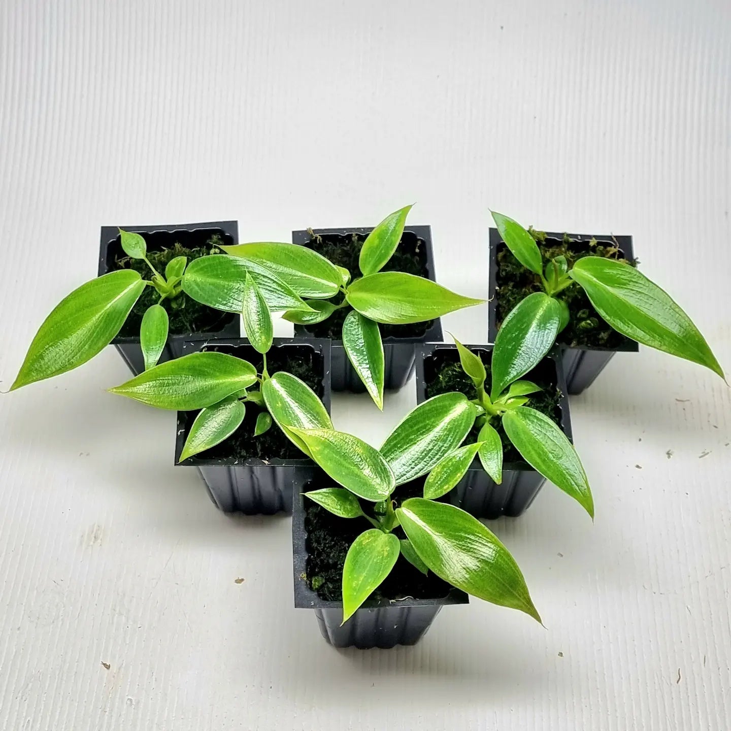 philodendron spiritus sancti price philippines Philodendron Spiritus Sancti – Flora Magnifica Australia