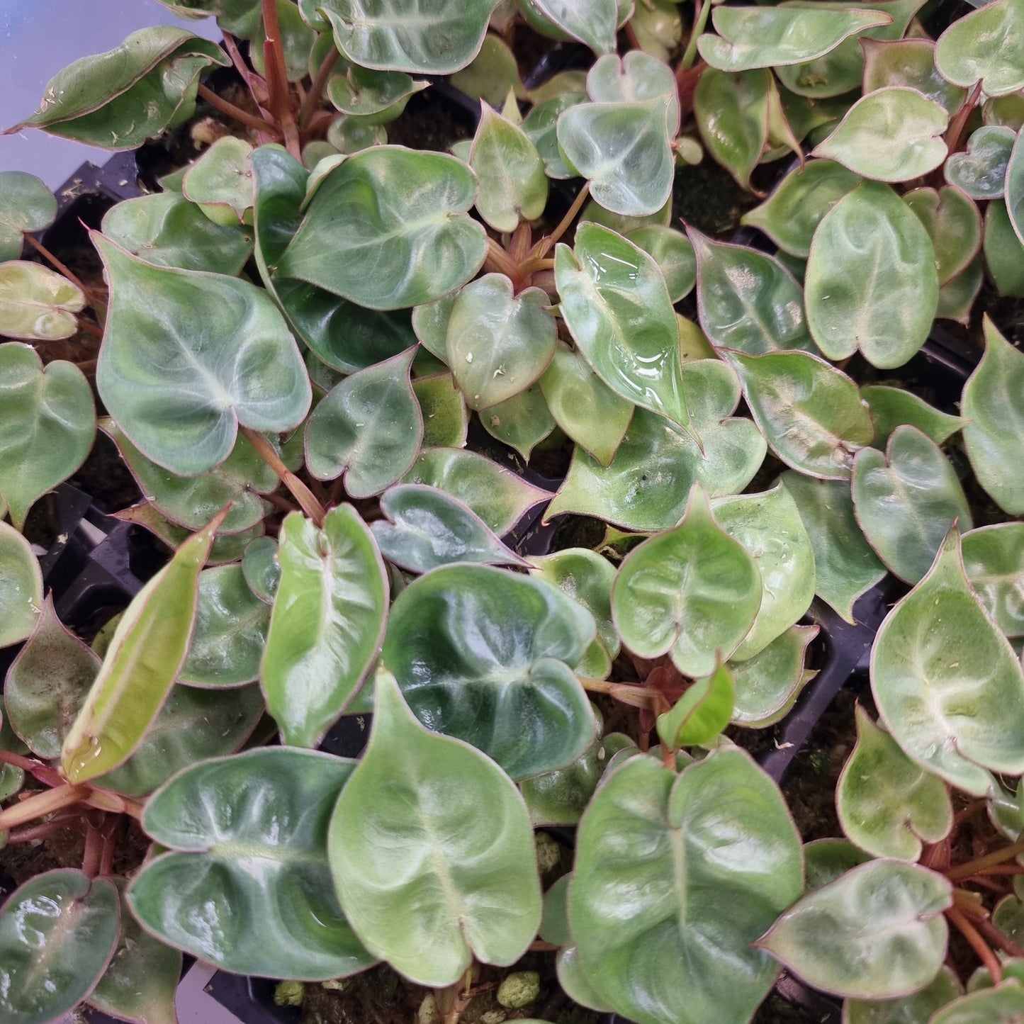 philodendron billietiae australia Philodendron billietiae – Flora Magnifica Australia
