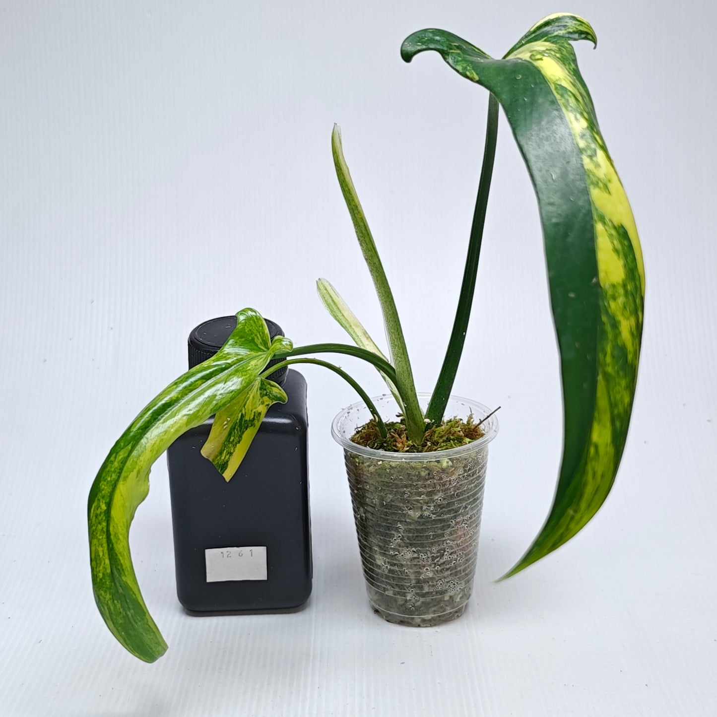 Philodendron holtonianum Variegated