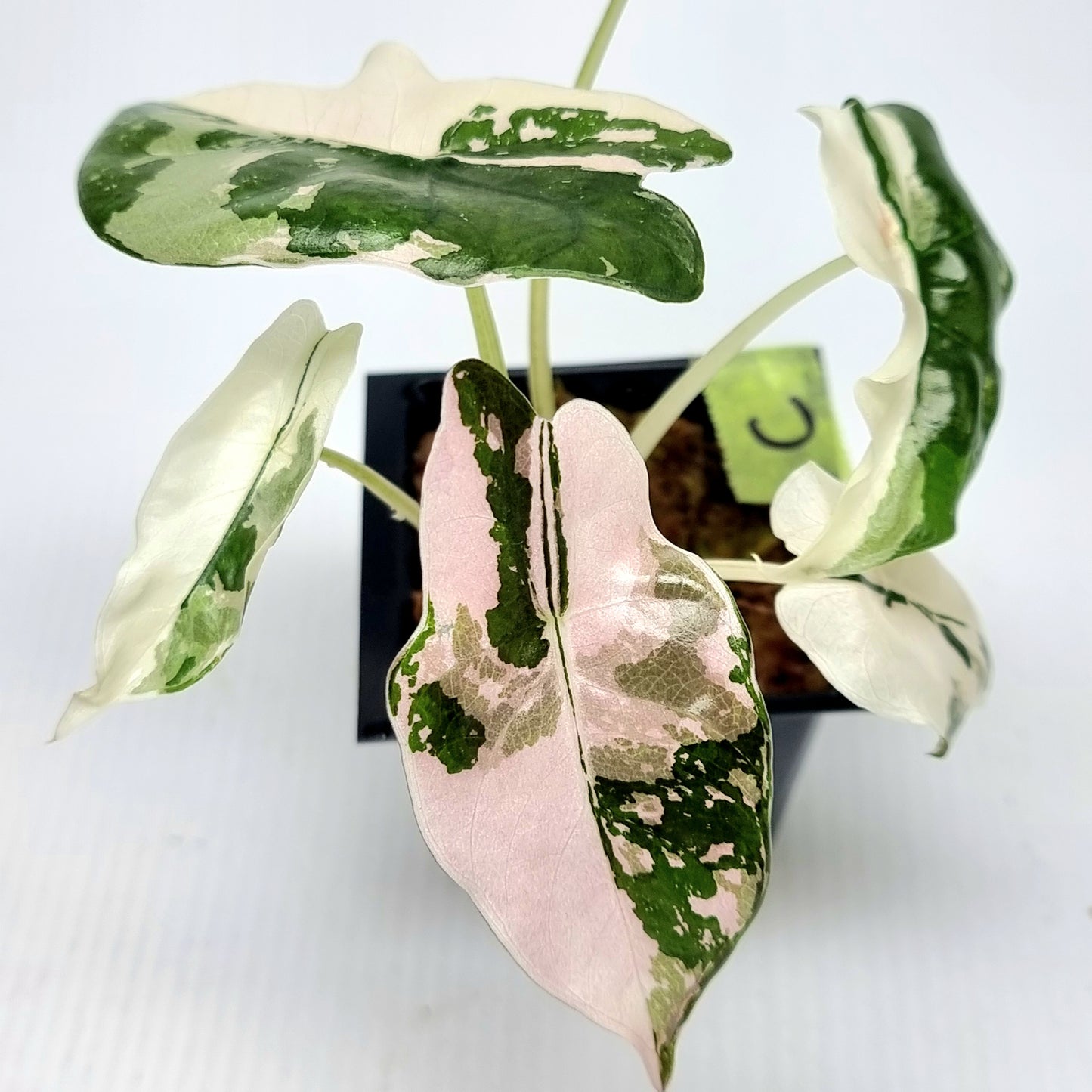 Alocasia Chantrieri Pink Variegated
