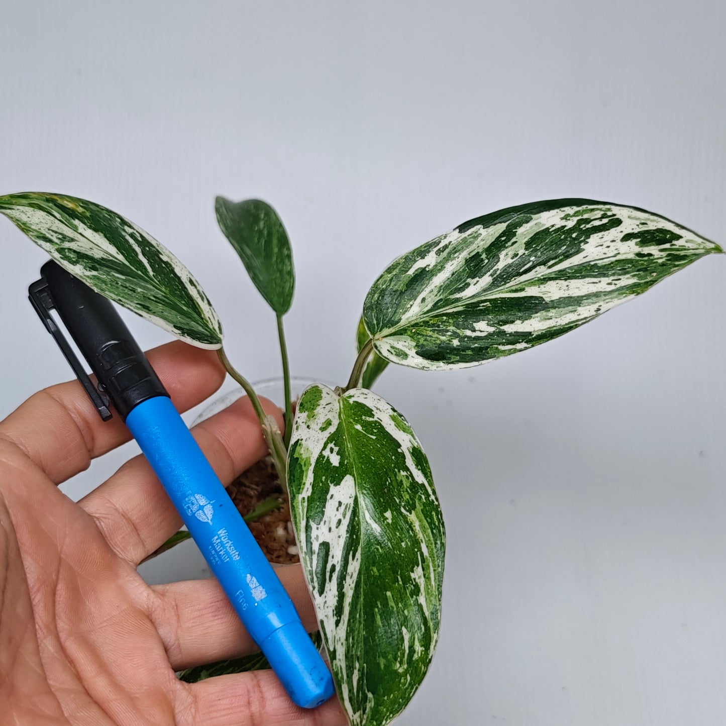 Philodendron Emerald Queen Marble