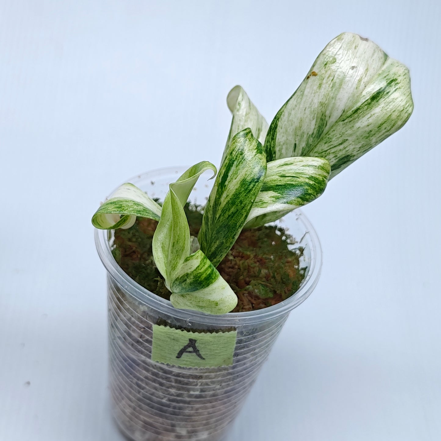 Rhaphidophora elliptifolia Variegated