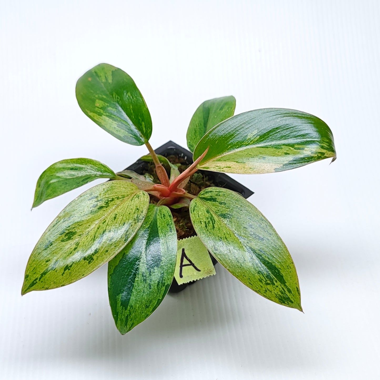 Philodendron Red Congo Mint