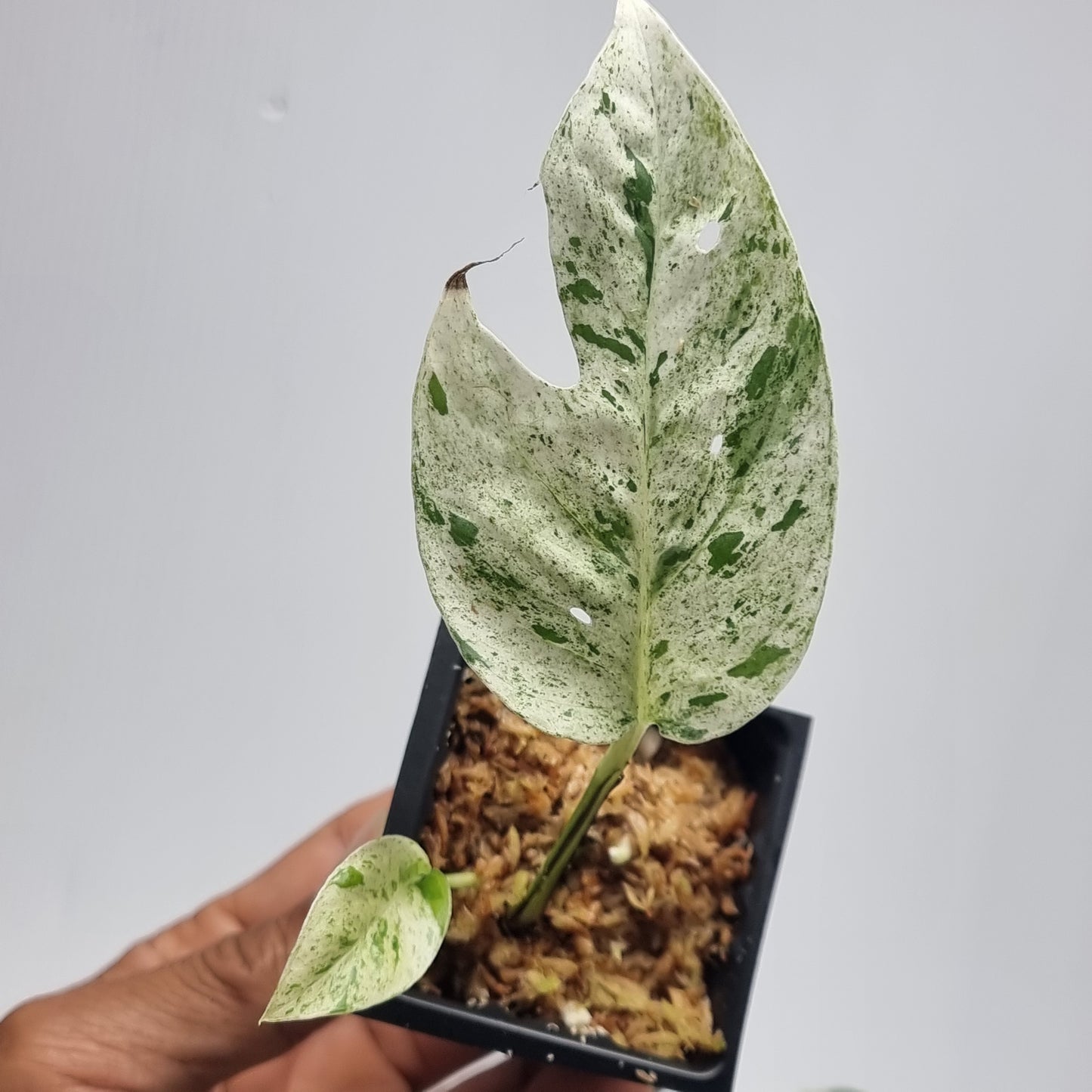 Epipremnum pinnatum Marble from cuttings